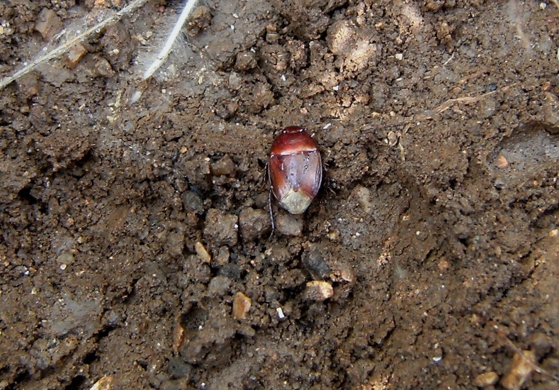 Eterottero sotto una pietra: Macroscytus brunneus